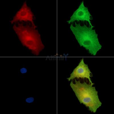 Валидация Affinity DF15421 - 11753