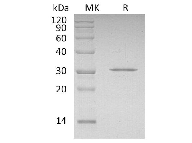 Валидация Elabscience PKSH032314(2806)