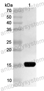 Валидация AntibodySystem PHA45001