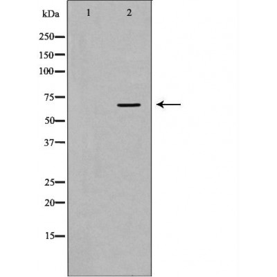 Валидация Affinity DF7084 - 18728