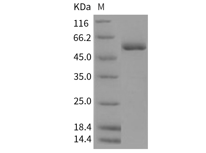 Валидация Elabscience PKSR030214(5573)