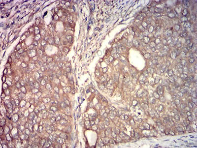 Валидация AntibodySystem RHC25903