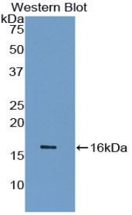 36191