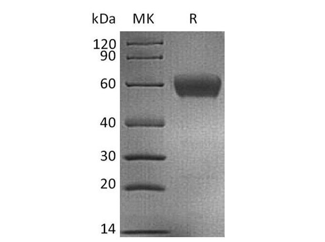 Валидация Elabscience PDMH100022(777)