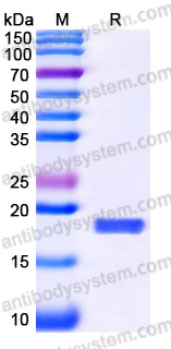 YHH86402, SDS-PAGE