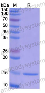 Валидация SDS-PAGE - AntibodySystem RHF02002