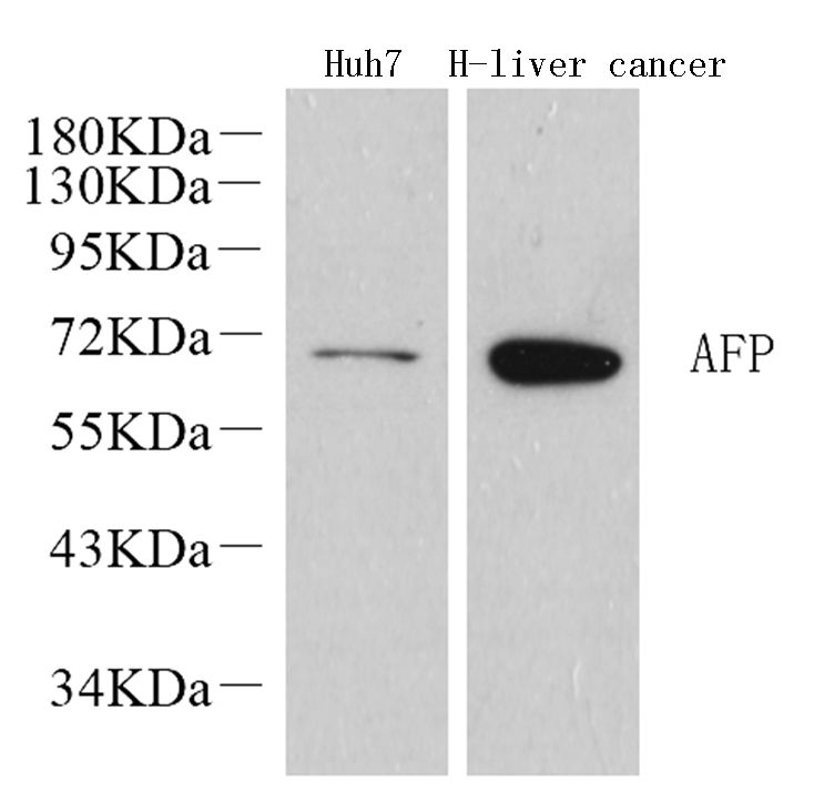 Валидация Elabscience E-AB-70145