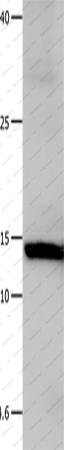 Вестерн-блоттинг, Galectin 1, клетки HeLa