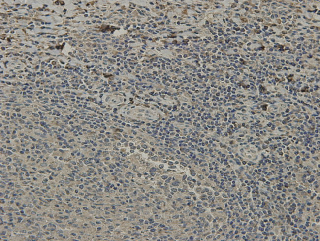 Валидация AssayVector ARM1487(1417)