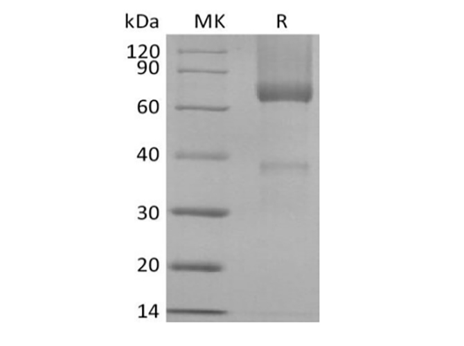 Валидация Elabscience PKSQ050101(5469)