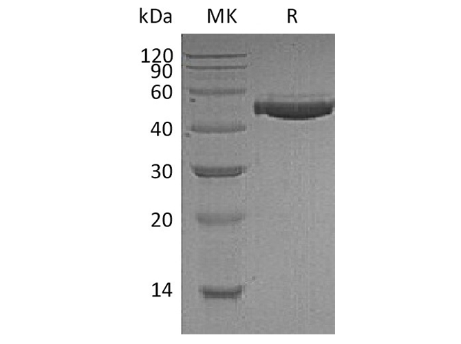 Валидация Elabscience PKSH032273(2775)
