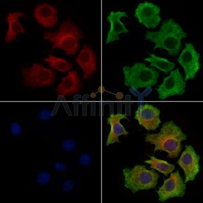 Валидация Affinity DF7783 - 19601