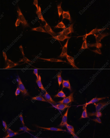 Иммунофлуоресценция, Caspase-8, клетки NIH/3T3