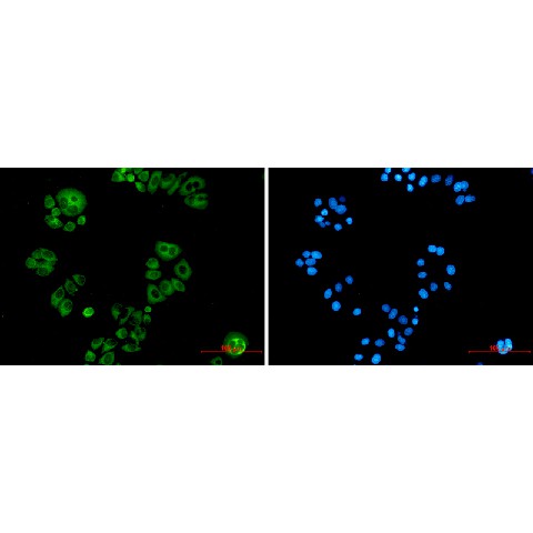 Валидация Elabscience E-AB-81527