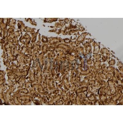 Валидация Affinity DF3699 - 14728