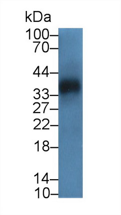 9028
