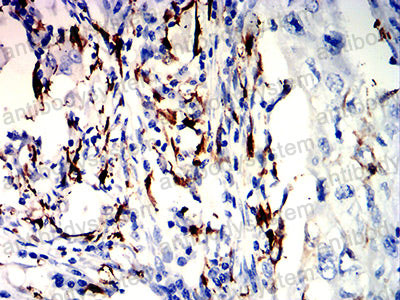 Валидация AntibodySystem RHH18903 (3218)