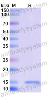 Валидация SDS-PAGE - AntibodySystem RWN10003