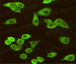 Валидация IF - AntibodySystem RHC84905