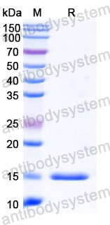Валидация SDS-PAGE - AntibodySystem RHB99901