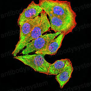 Валидация IF - AntibodySystem RHD91803