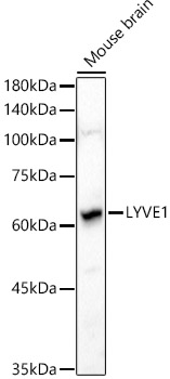 Валидация Elabscience E-AB-92724