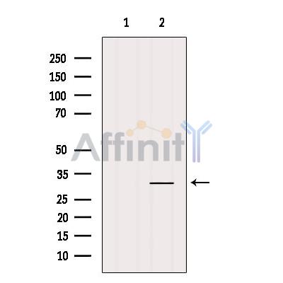 Валидация Affinity AF5492 - 3177