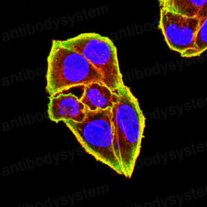 Валидация IF - AntibodySystem RHK13701