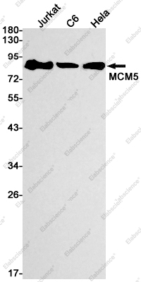 Вестерн-блоттинг, MCM5, клетки Jurkat, C6, HeLa