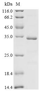 SDS-PAGE