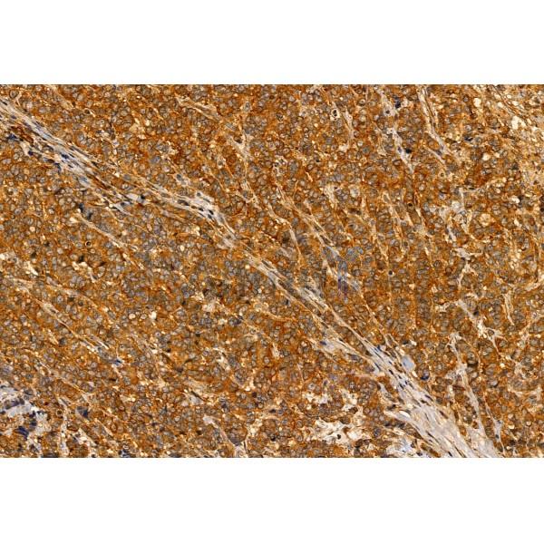 Валидация Affinity DF12053 - 6106