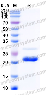 YHC25802, SDS-PAGE