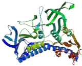 Glutathione Reductase (GR) Glutathione Reductase (GR)