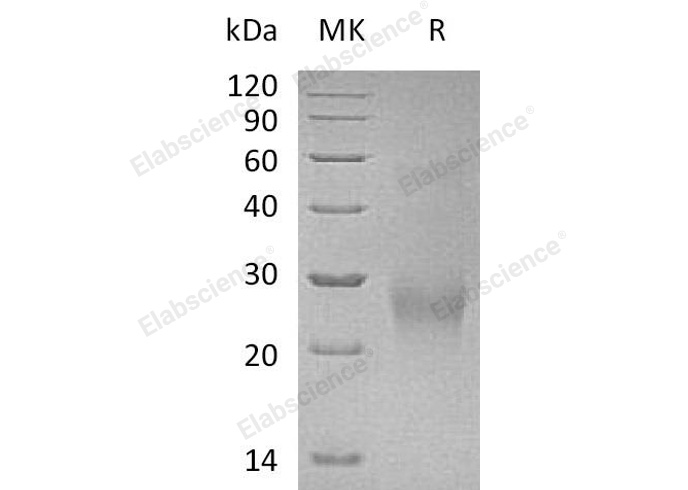 Валидация Elabscience PKSH032232(2744)