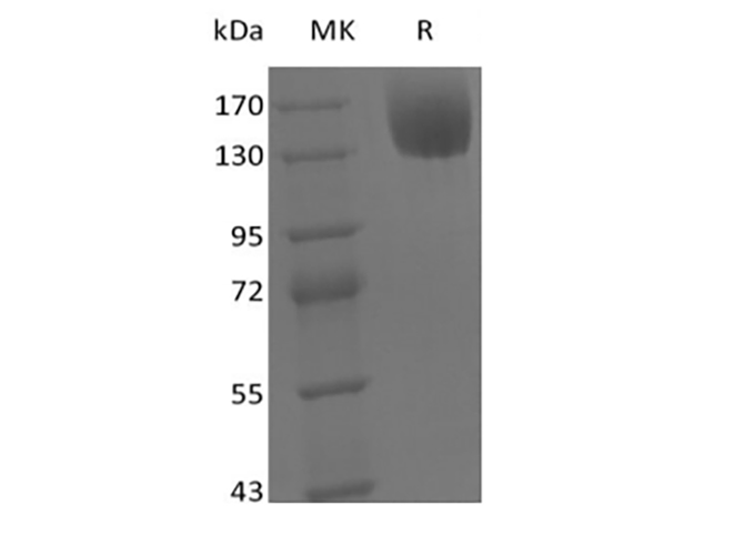 Валидация Elabscience PKSM041442(5317)