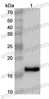 Валидация AntibodySystem PHB32701