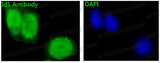 Валидация IF - AntibodySystem RHE29001