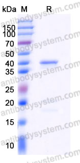 YHD58902, SDS-PAGE