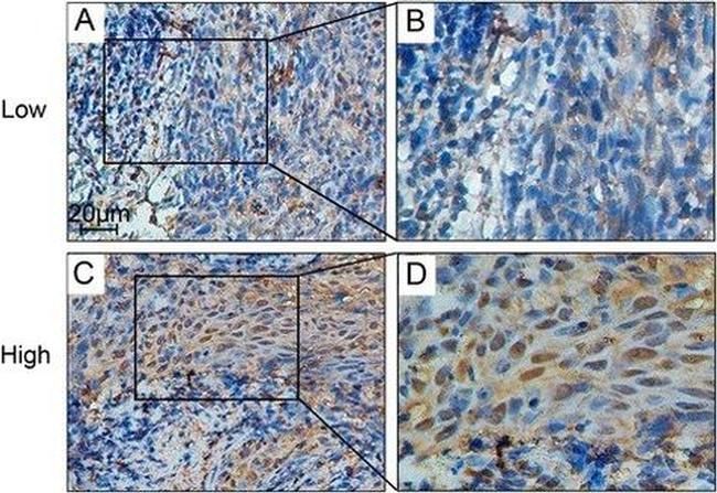 Валидация AssayVector ARM1384(1075)