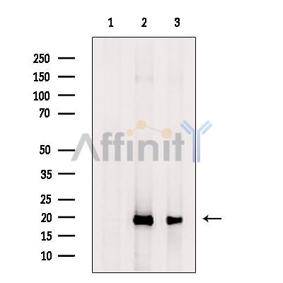 Валидация Affinity DF9116 - 21427