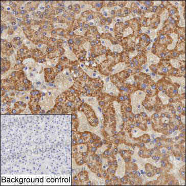 Валидация AntibodySystem RHF99203