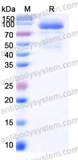 EHD16301, SDS-PAGE