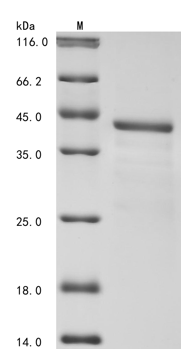 SDS-PAGE