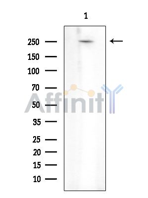 Валидация Affinity DF8233 - 20066