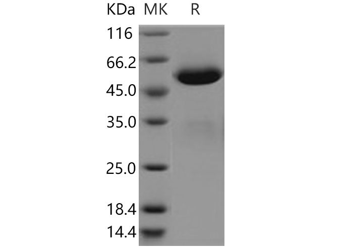 Валидация Elabscience PKSH030635(1520)