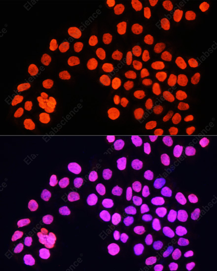 Иммунофлуоресценция, Histone H4, клетки HeLa