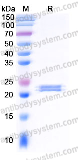 EHJ31301, SDS-PAGE