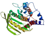 Protein Tyrosine Phosphatase Receptor Type D (PTPRD) Protein Tyrosine Phosphatase Receptor Type D (PTPRD)