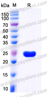 YHA99802, SDS-PAGE