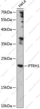 Вестерн-блоттинг, PTRH1, клетки HeLa